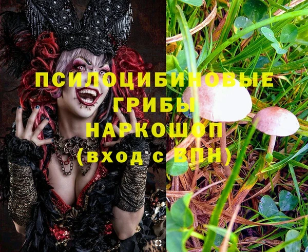 ПСИЛОЦИБИНОВЫЕ ГРИБЫ Абаза